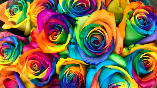 Rainbow Roses! Δεν είναι photoshop!