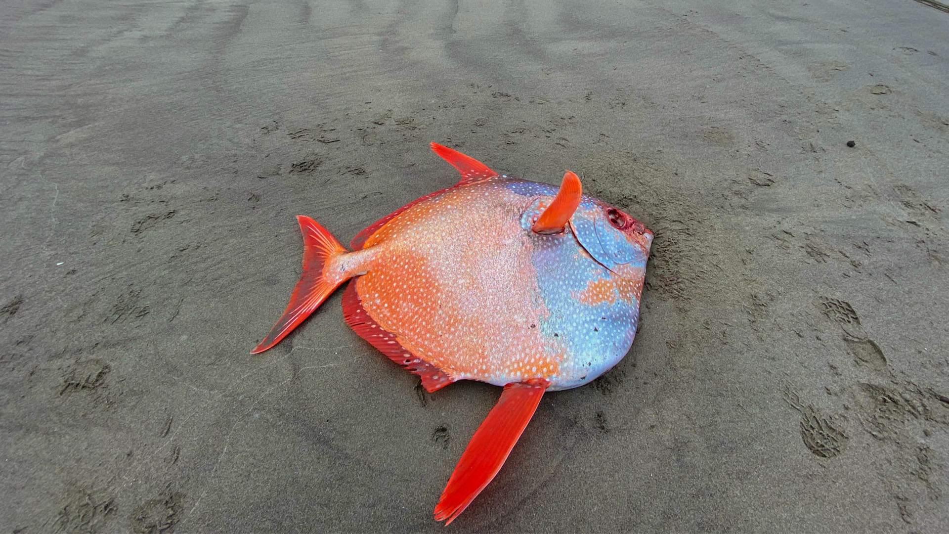 χρωματιστό ψάρι